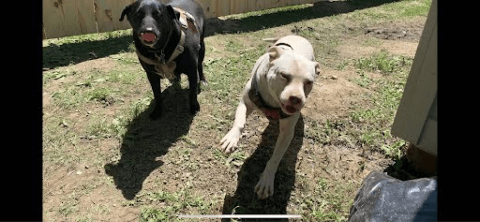 Kaki and Whopper: - Mr. Zachary Waters